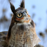 "Rowan" the Great Horned Owl soft sculpture - Thumbnail 1