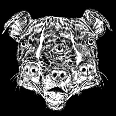 3 faced pitbull
