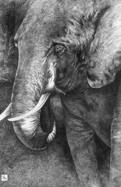 Elephant 5x7 or 12x18 Art Print