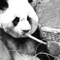 Panda Bear 12x18 Art Print - Thumbnail 2