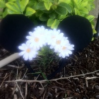 Daisy inspired ears - Thumbnail 2
