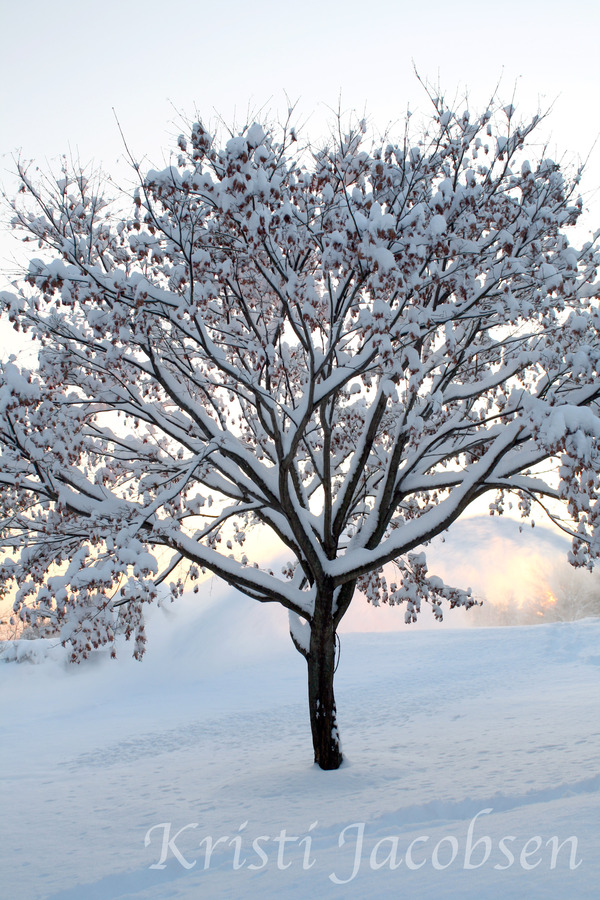 Winter Wonderland 5x7