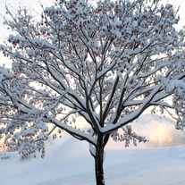 Winter Wonderland 5x7