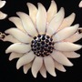 Daisy May-3