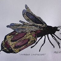 "Lanterna Lampyridae" Framed - Thumbnail 1