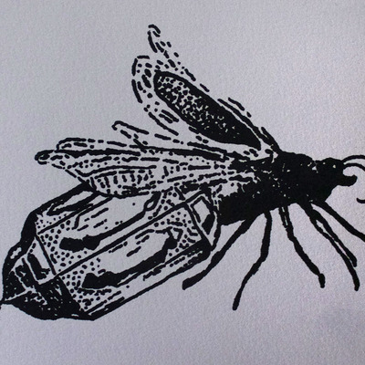 "lanterna lampyridae i, ii, iii, iv"