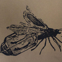 "Lanterna Lampyridae I, II, III, IV" - Thumbnail 2