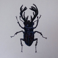"Lucanidae" Framed - Thumbnail 1