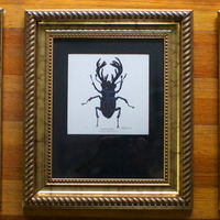 "Vitula Caelifera" Framed - Thumbnail 2