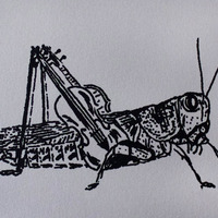 "Vitula Caelifera I & II" - Thumbnail 1