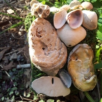 The Beach Comber Fairy House - Thumbnail 1