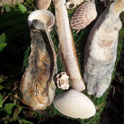 The beach comber fairy house