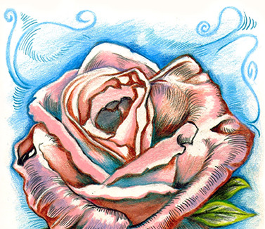 Pink rose