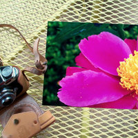 Flower Photography, Fushia Pink Peony, 8X10 Fine Art Print - Thumbnail 1