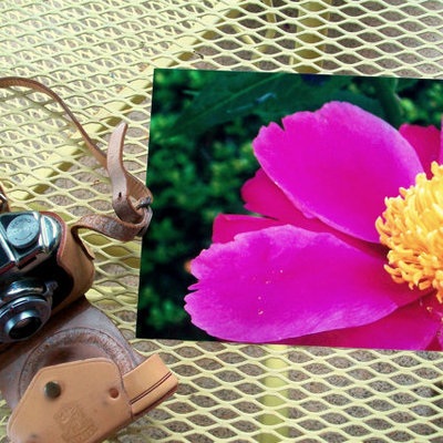 Flower photography, fushia pink peony, 8x10 fine art print