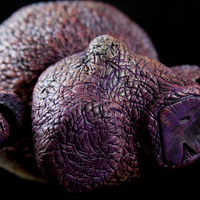 Rhonda Chase - Thumbnail 2