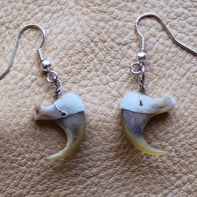 Real bobcat claw earrings