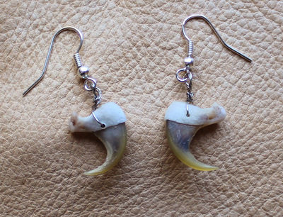 Real bobcat claw earrings