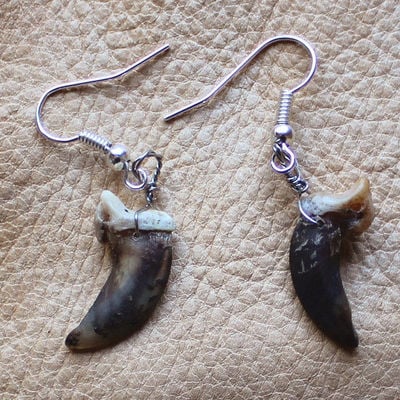 Real coyote claw earrings