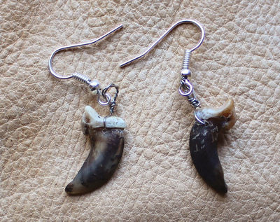 Real coyote claw earrings