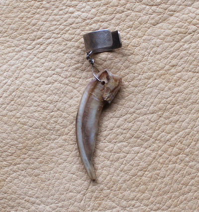 Real American badger claw on silver-plated brass ear cuff