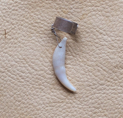 Real red fox canine fang tooth on silver-plated brass ear cuff