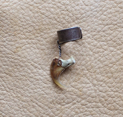 Real bobcat claw on silver-plated brass ear cuff