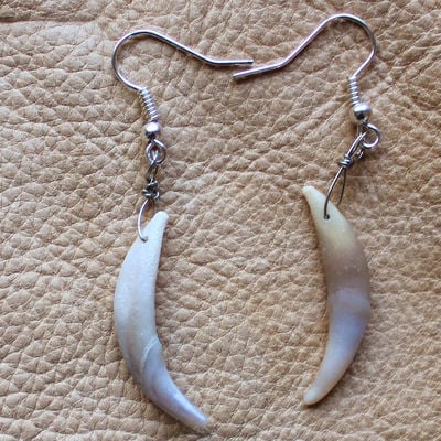 Real red fox canine tooth fang earrings