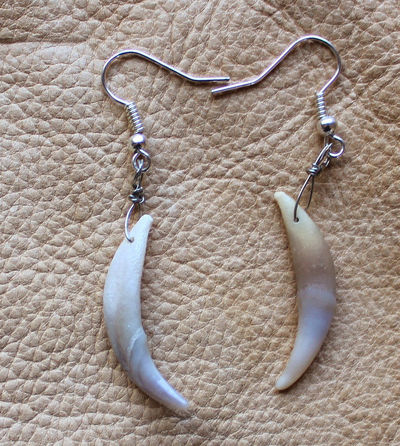 Real red fox canine tooth fang earrings