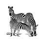 ZEBRA Black & White Design 178x178cm Polyester Shower Curtain Cool Design - Thumbnail 1