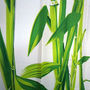 CHINESE Style BAMBOO Design 180x180cm POLYESTER Bathroom Use SHOWER CURTAIN - Thumbnail 2