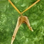 "Dragon's Wingtip" - antler Unisex Necklace-2