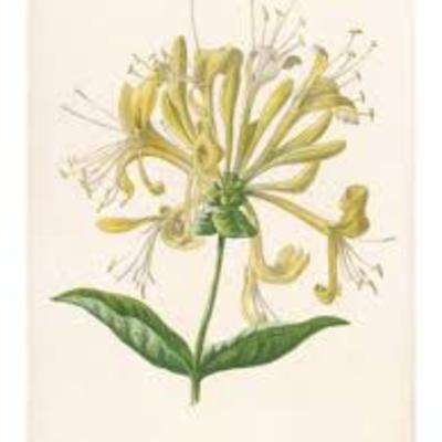 Honeysuckle long burning hand dipped incense - Thumbnail 3