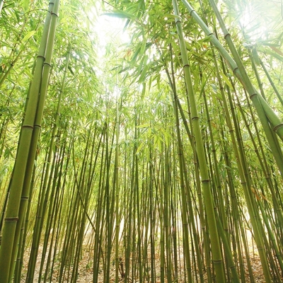 Bamboo hemp long burning hand dipped incense  - Thumbnail 1