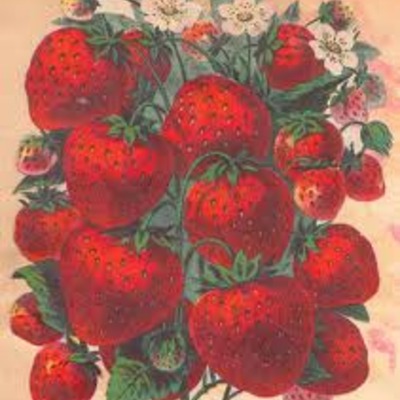 Fresh strawberry long burning hand dipped incense - Thumbnail 5