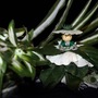 Nita the Flower Petal Faerie, Fairy, OOAK - Thumbnail 4