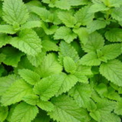 Essential oil - melissa