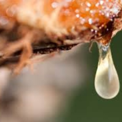 Essential oil - copaiba balsam