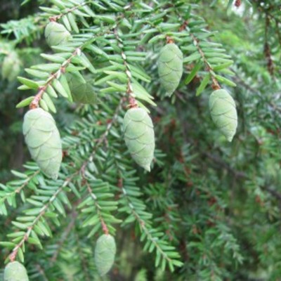 Essential oil - spruce *hemlock* 