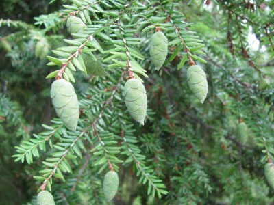 Essential Oil - Spruce *Hemlock* 