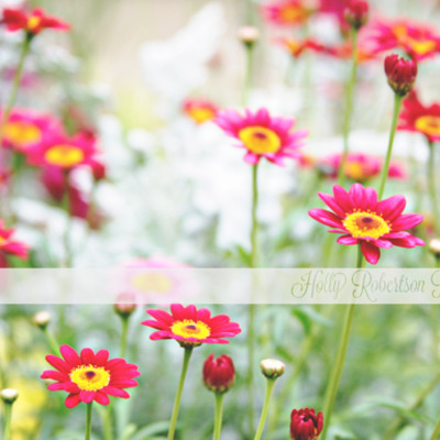 Heaven in a wild flower