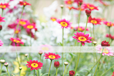 Heaven in a wild flower