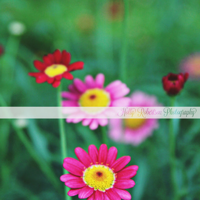 Heaven in a wild flower 2