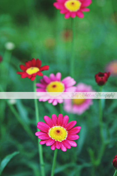 Heaven in a wild flower 2