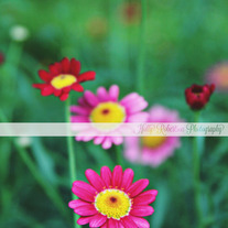 Heaven in a wild flower 2