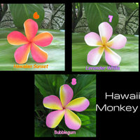 LARGE Foam PLUMERIA Hair CHOPSTICK - For 1 . . . - Thumbnail 3