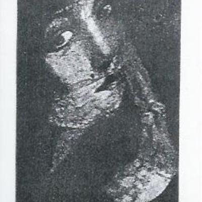 Backasvinet & phí c-26 - Thumbnail 5