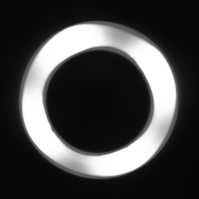 Gold zebra lp - vinyl