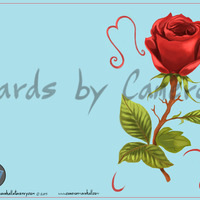 Red rose 3 - Thumbnail 2