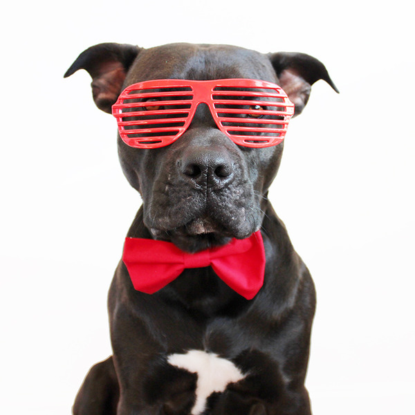 XL Dog Bow Tie - Red Solid